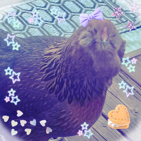 This is my chicken Heny Peny🌼